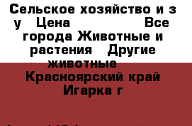 Сельское хозяйство и з/у › Цена ­ 2 500 000 - Все города Животные и растения » Другие животные   . Красноярский край,Игарка г.